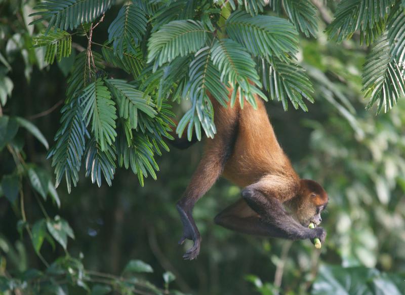randomSpider Monkey