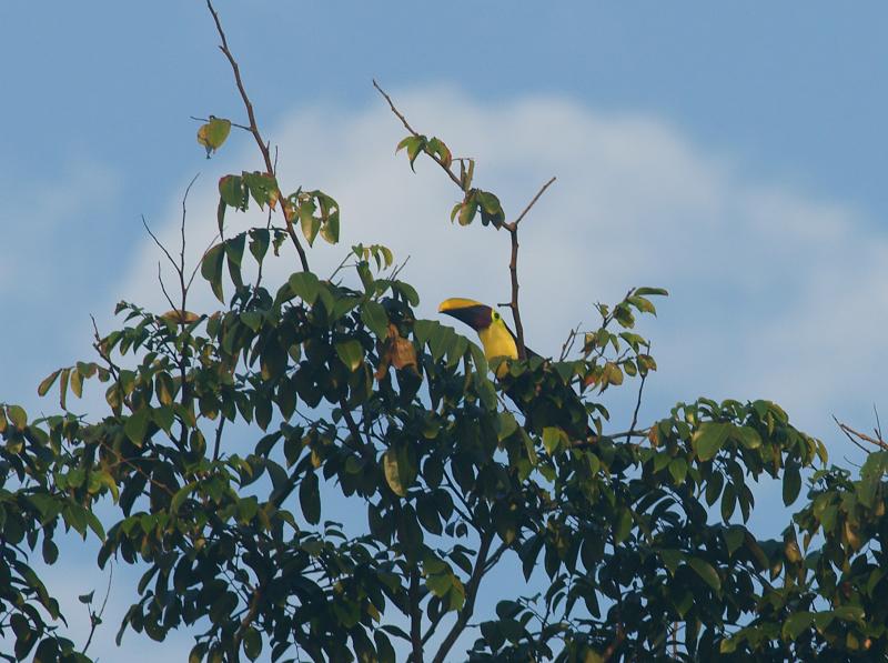 randomChestnut-Mandibilled Toucan
