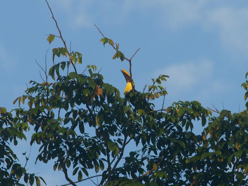 randomChestnut-Mandibilled Toucan