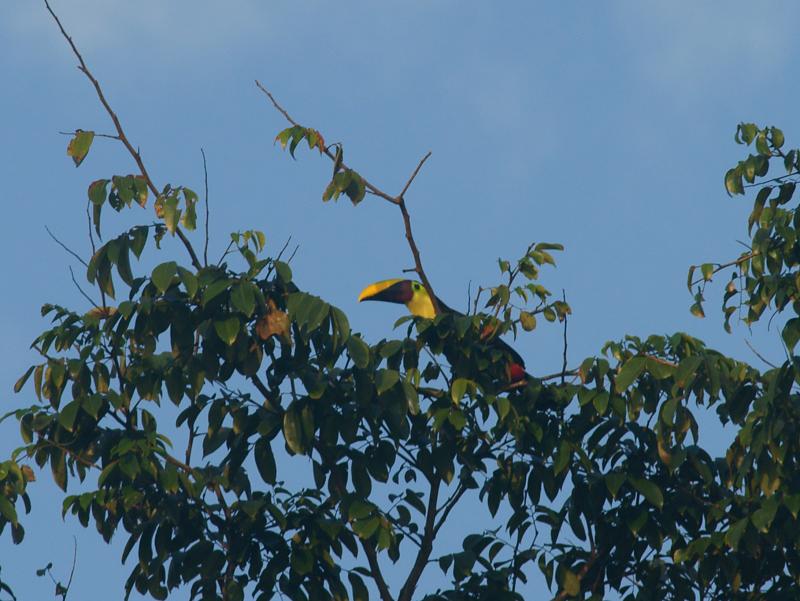 randomChestnut-Mandibilled Toucan