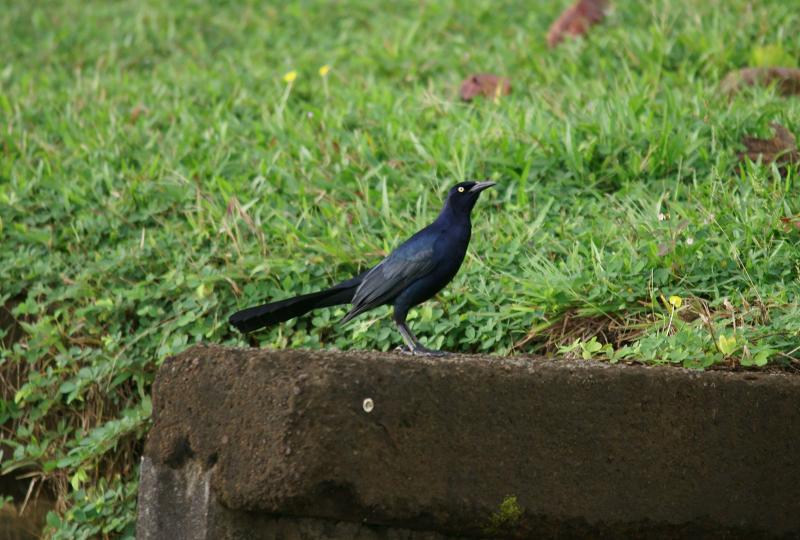 randomGreat-Tailed Grackle