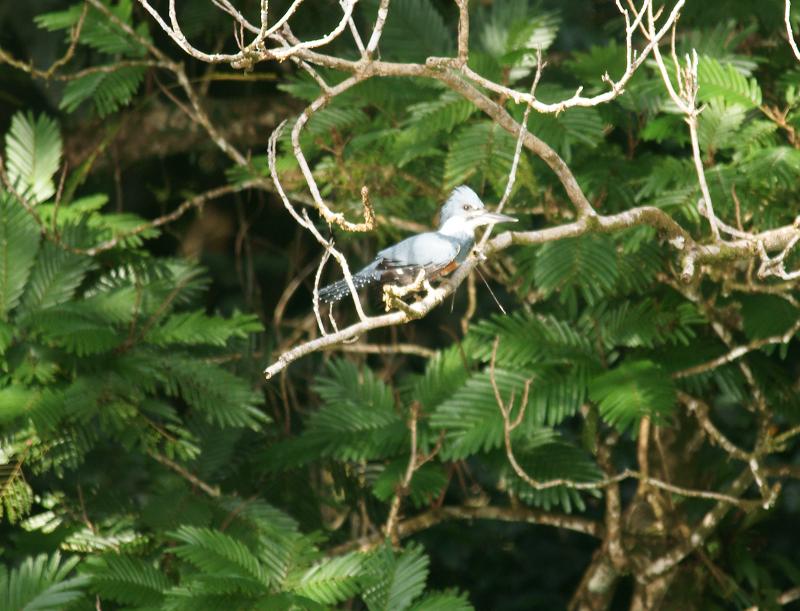 randomRinged Kingfisher