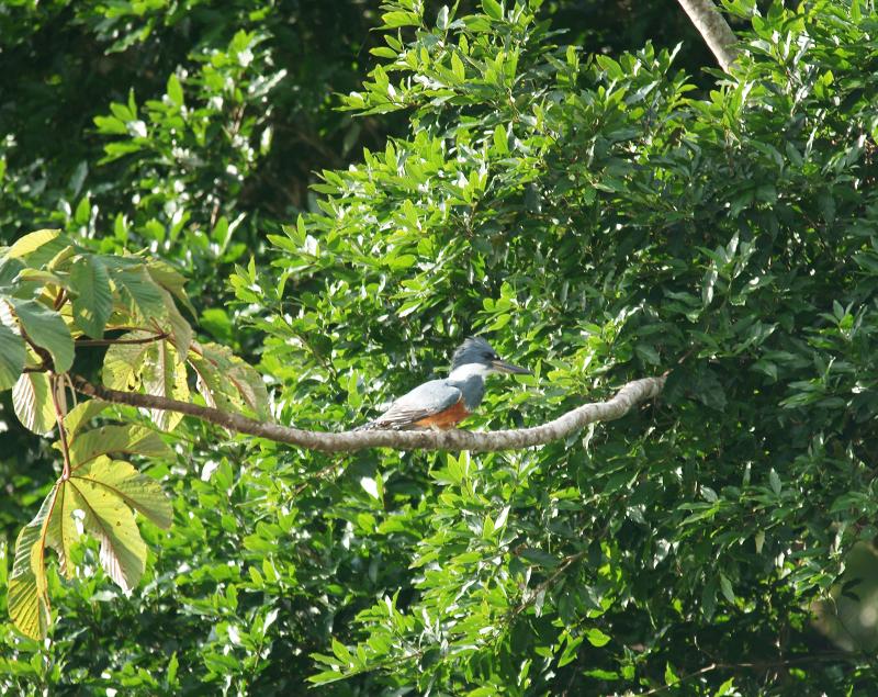 randomRinged Kingfisher