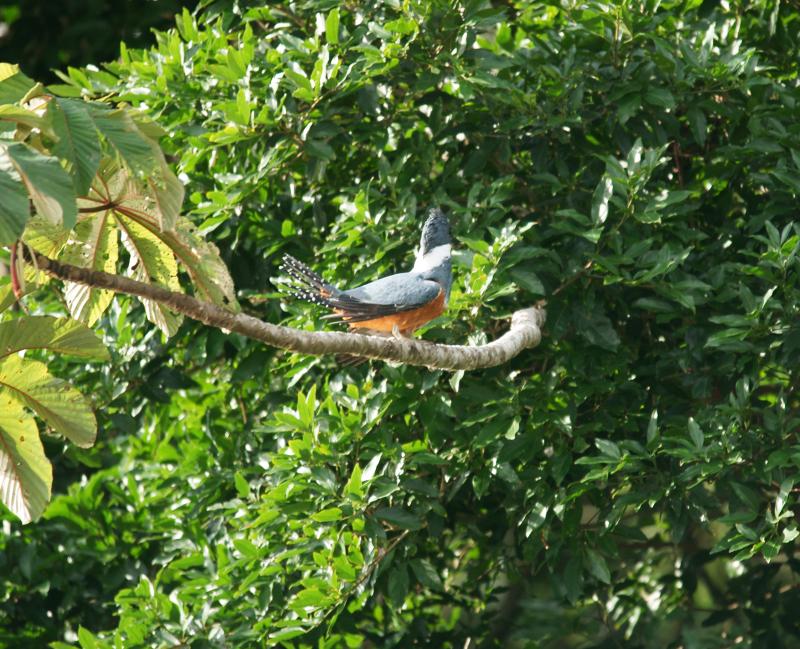 randomRinged Kingfisher