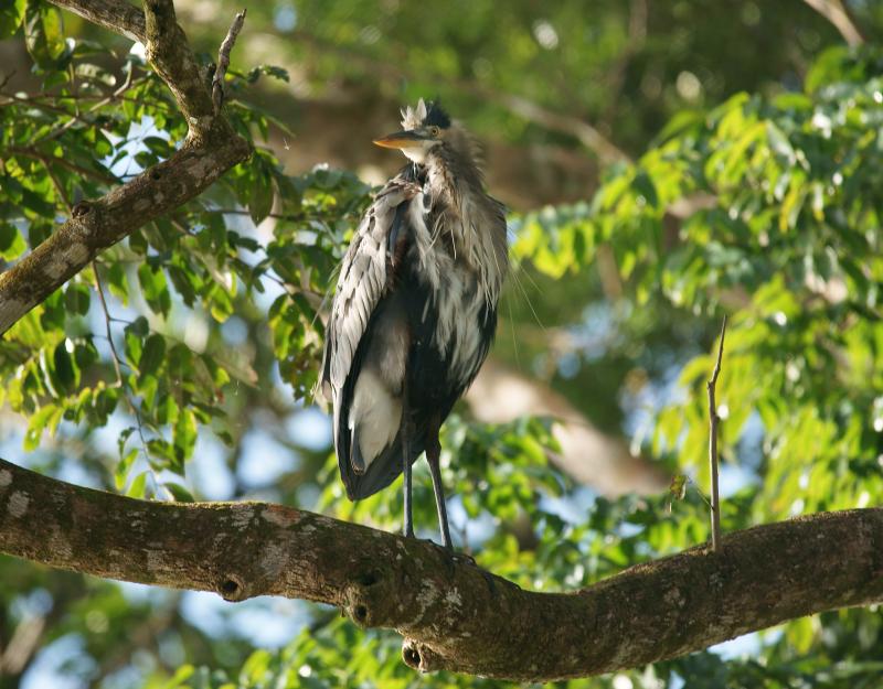 randomGreat Blue Heron