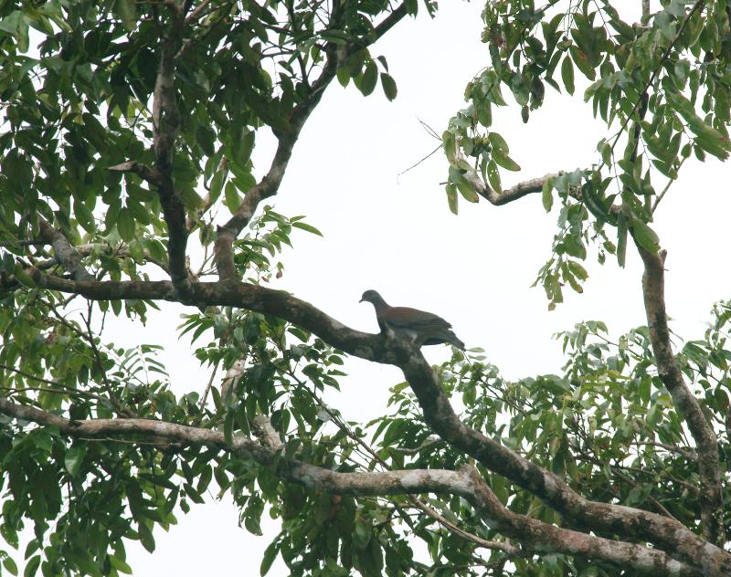 randomShort-Billed Pigeon