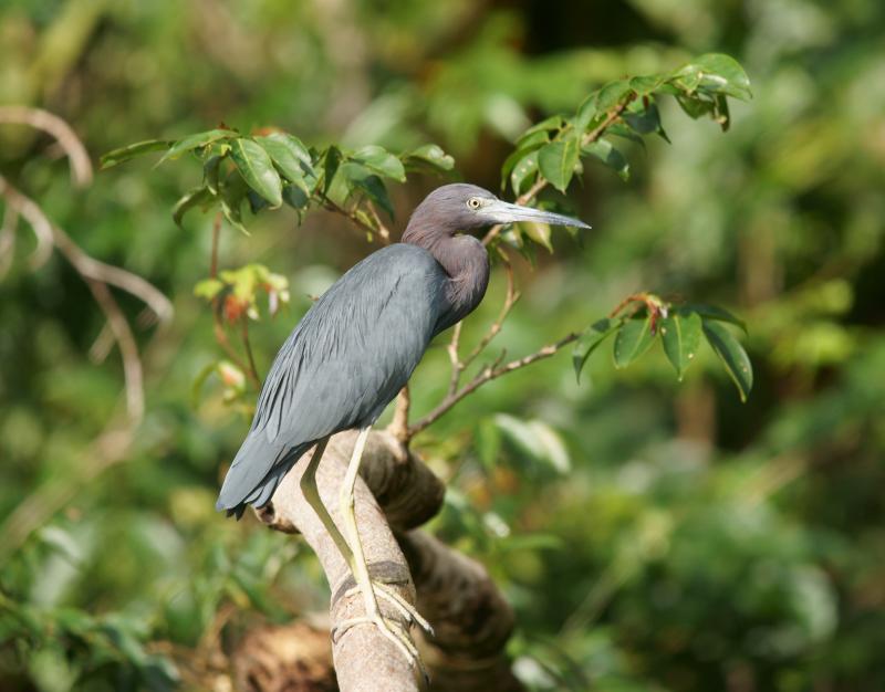 randomLittle Blue Heron