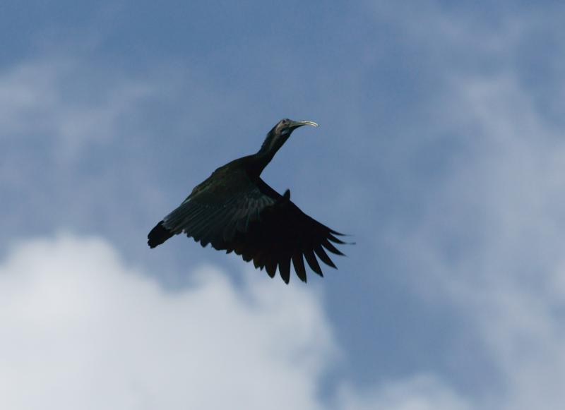 randomGreen Ibis