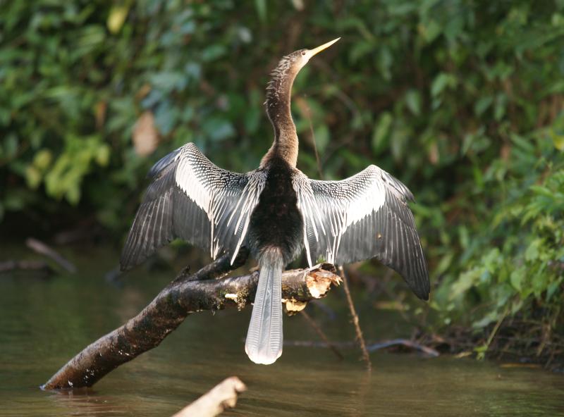 randomAnhinga