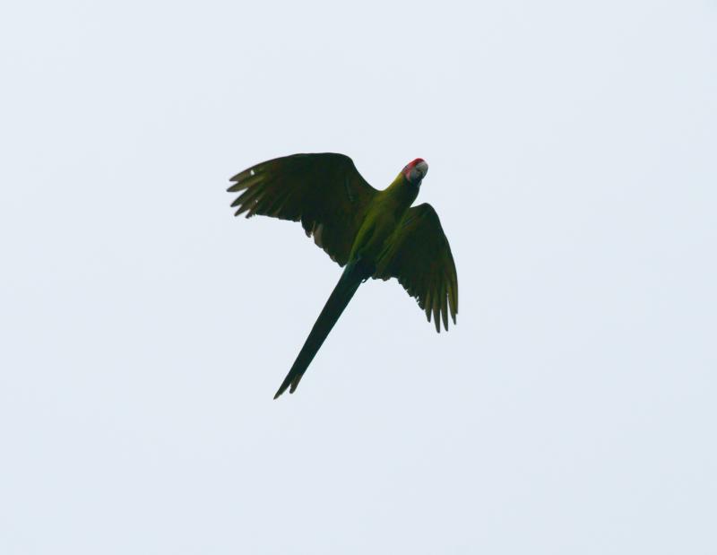 randomGreat Green Macaw
