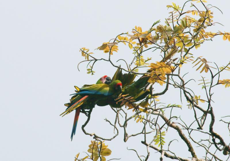 randomGreat Green Macaw