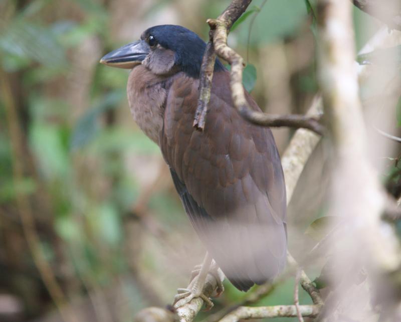randomBoat-Billed Heron
