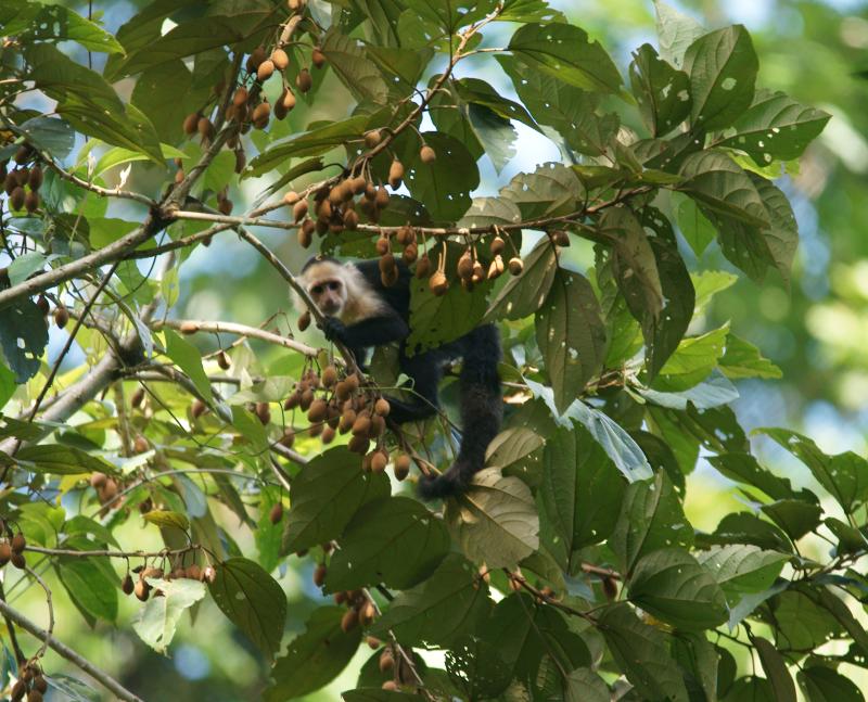 randomWhite-Faced Capuchin