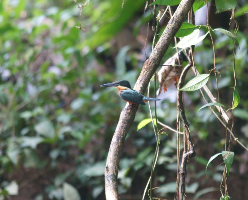 randomAmerican Pygmy Kingfisher