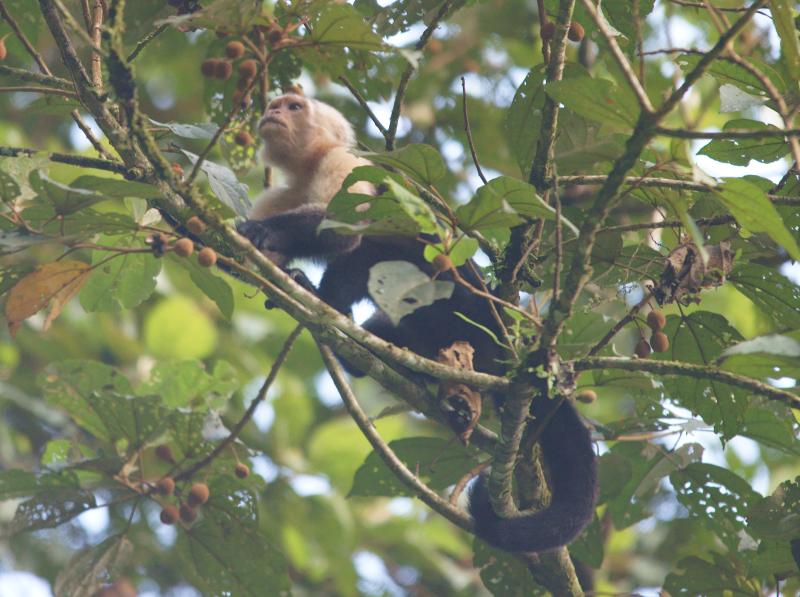 randomWhite-Faced Capuchin