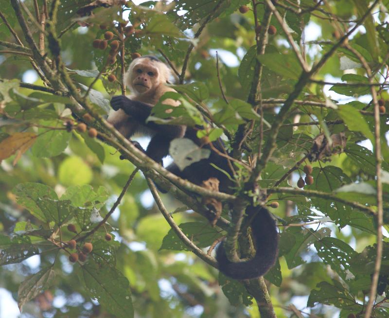 randomWhite-Faced Capuchin