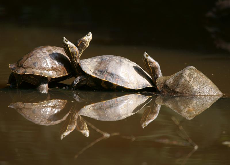 randomRed-Eared Turtle