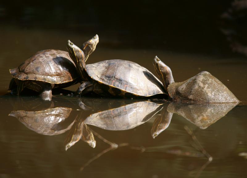 randomRed-Eared Turtle