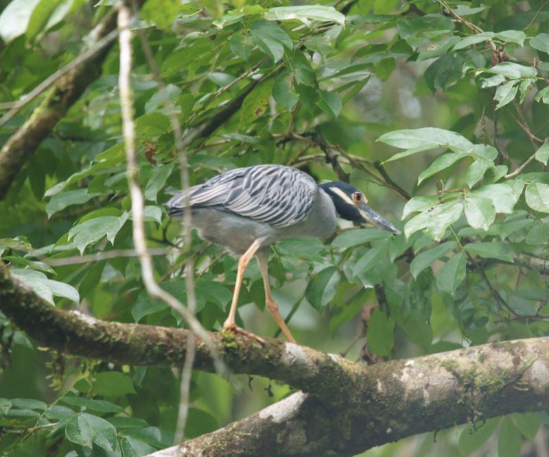 randomYellow-Crowned Night-Heron