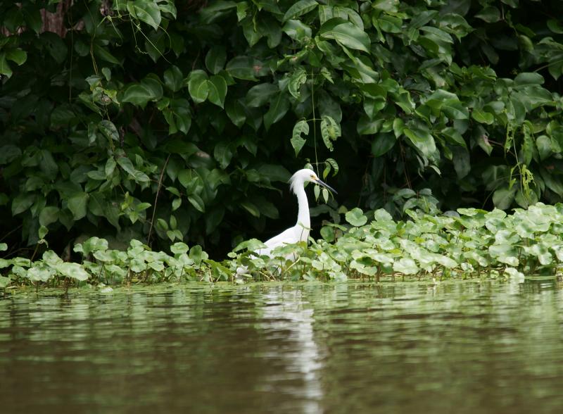 randomSnowy Egret