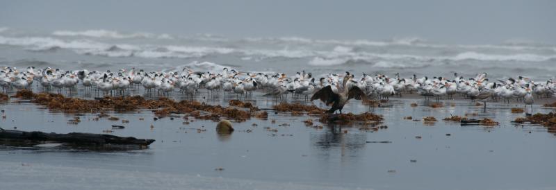 randomLaughing Gull