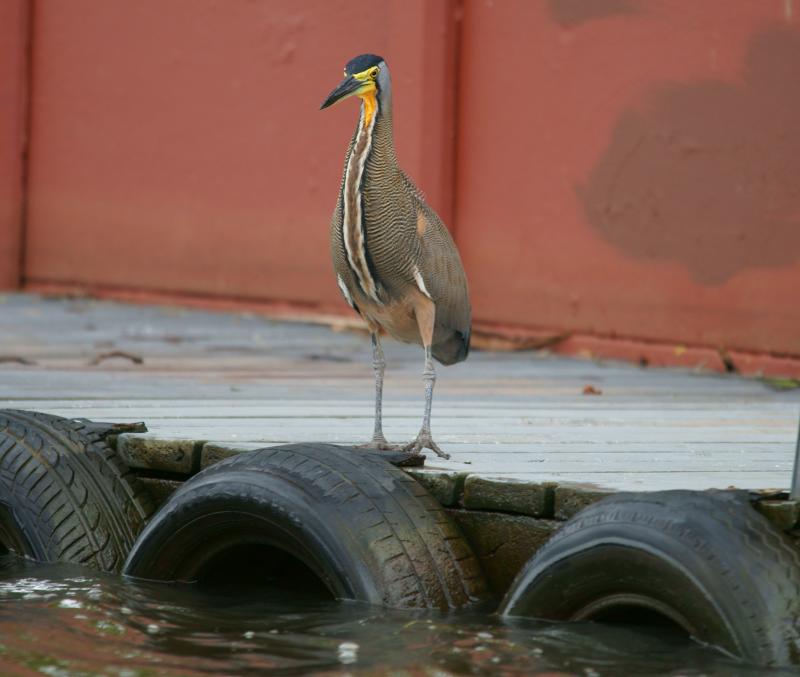 randomBare-Throated Tiger Heron