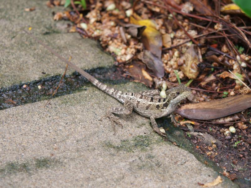 randomBasilisk (Jesus Christ Lizard)