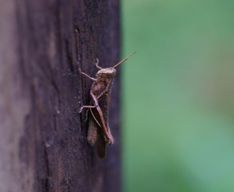 randomGrasshopper