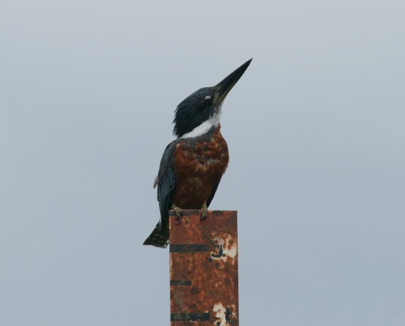 randomRinged Kingfisher