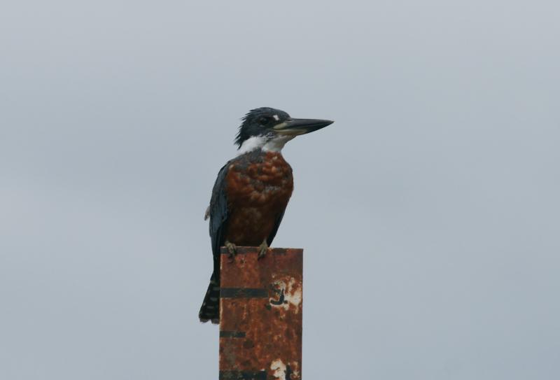 randomRinged Kingfisher
