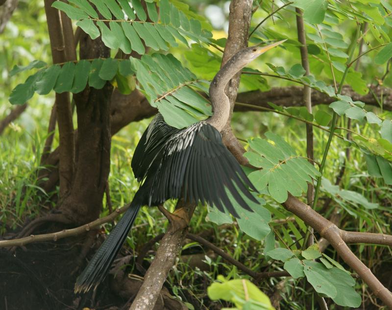 randomAnhinga