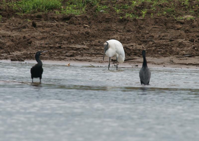 randomOlivaceous Cormorant