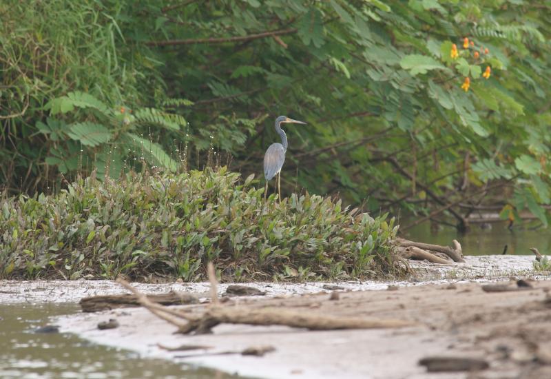 randomTricolored Heron