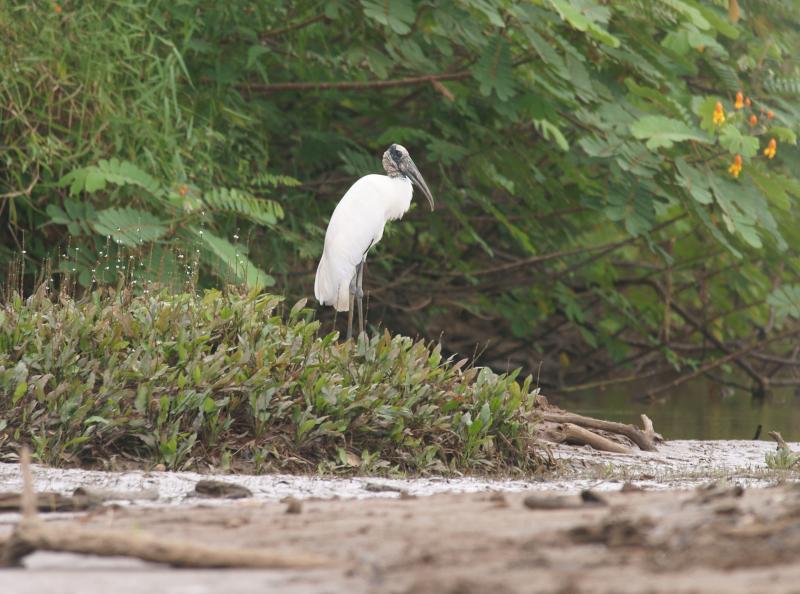 randomWood Stork