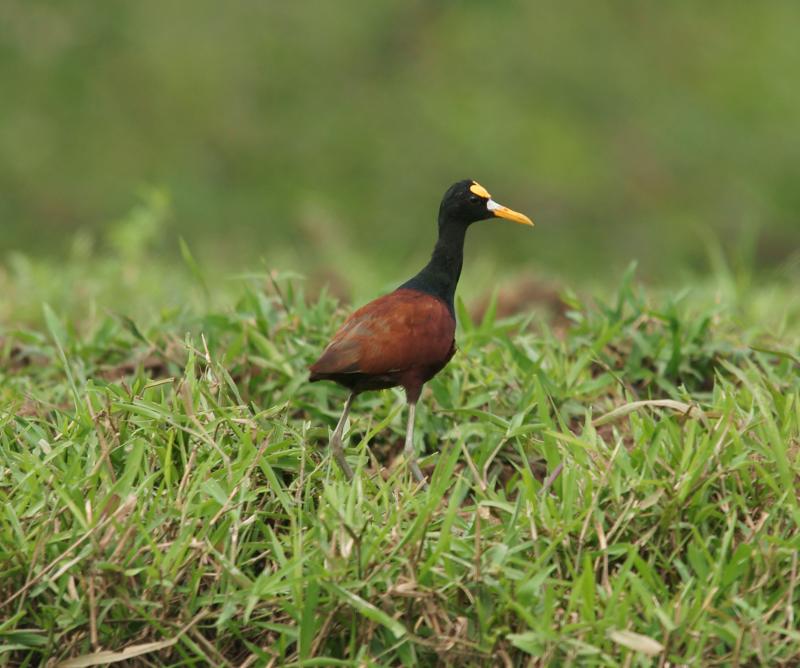 randomNorthern Jacana