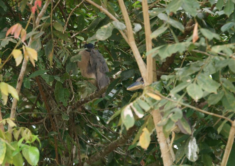 randomBoat-Billed Heron