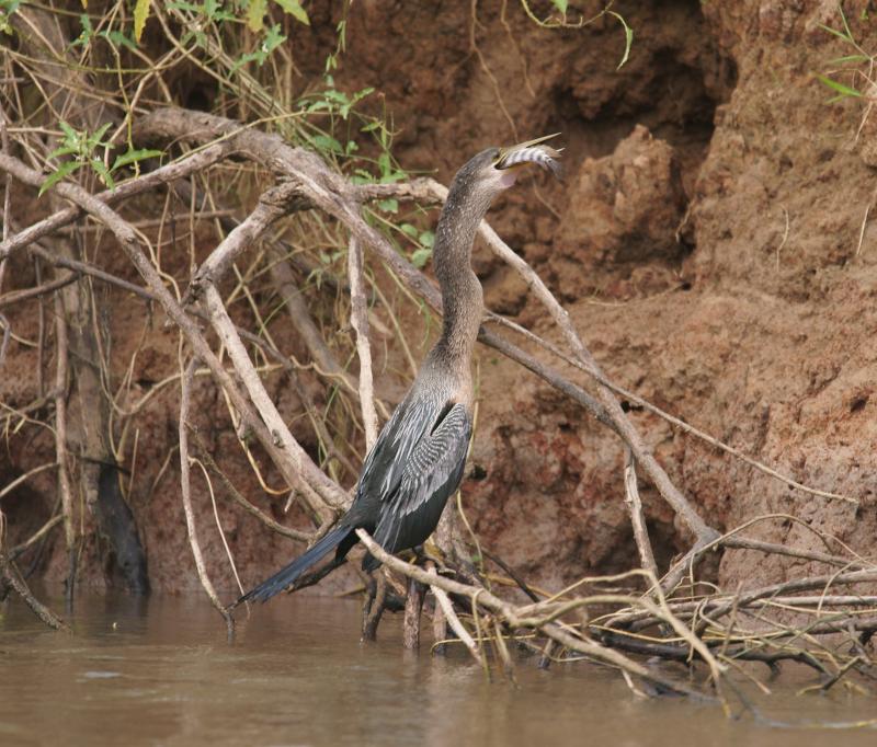 randomAnhinga