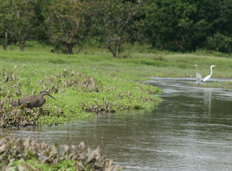 randomBare-Throated Tiger Heron