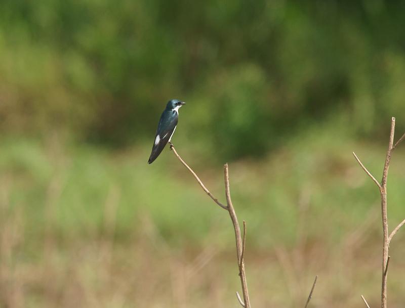 randomMangrove Swallow