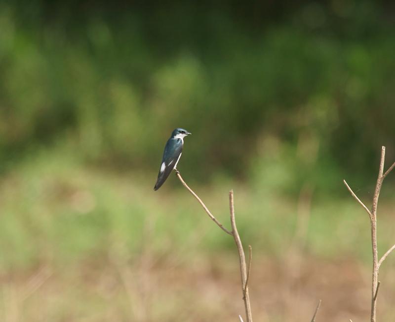 randomMangrove Swallow