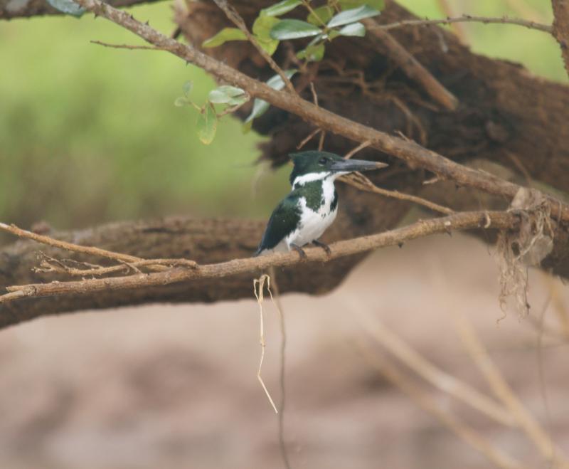 randomGreen Kingfisher