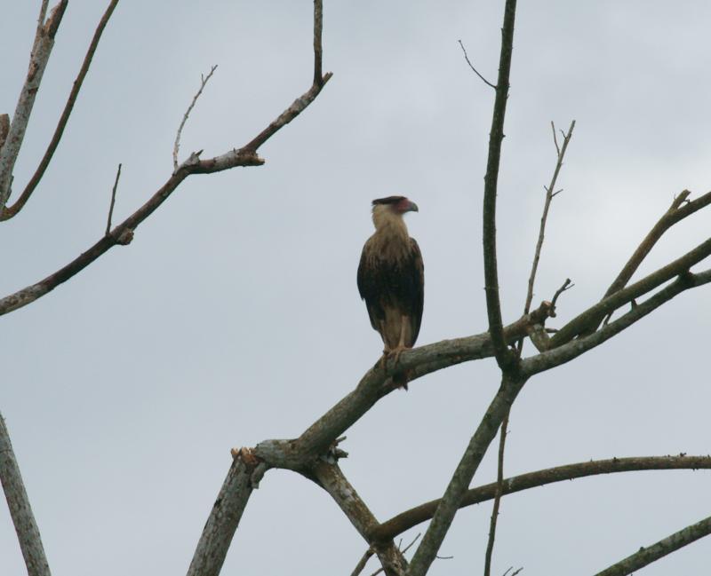 randomCrested Caracara