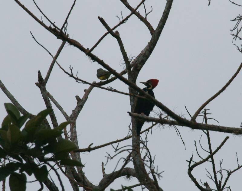 randomLineated Woodpecker