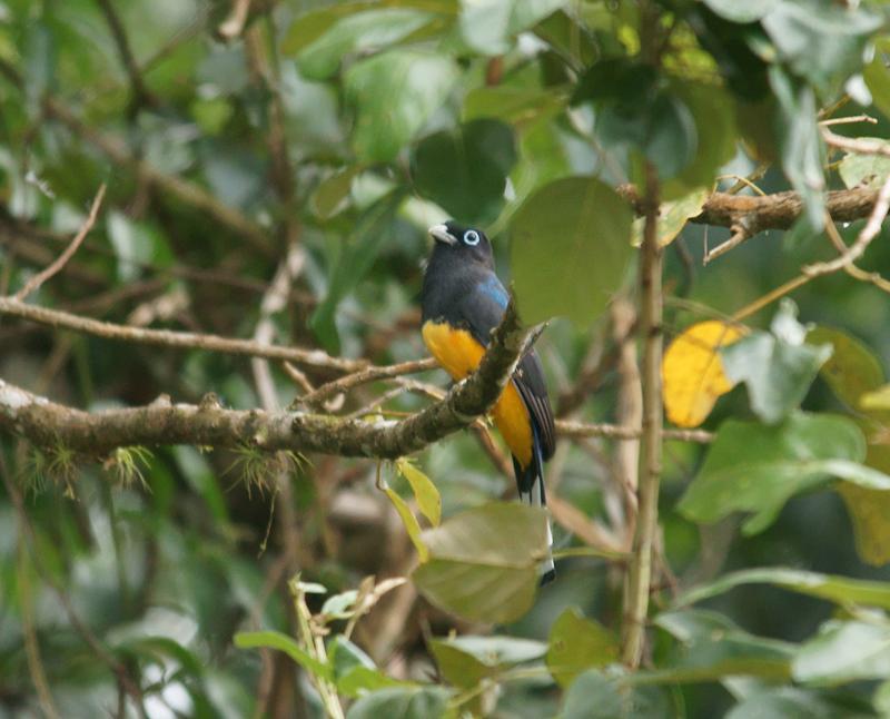randomBlack-Headed Trogan