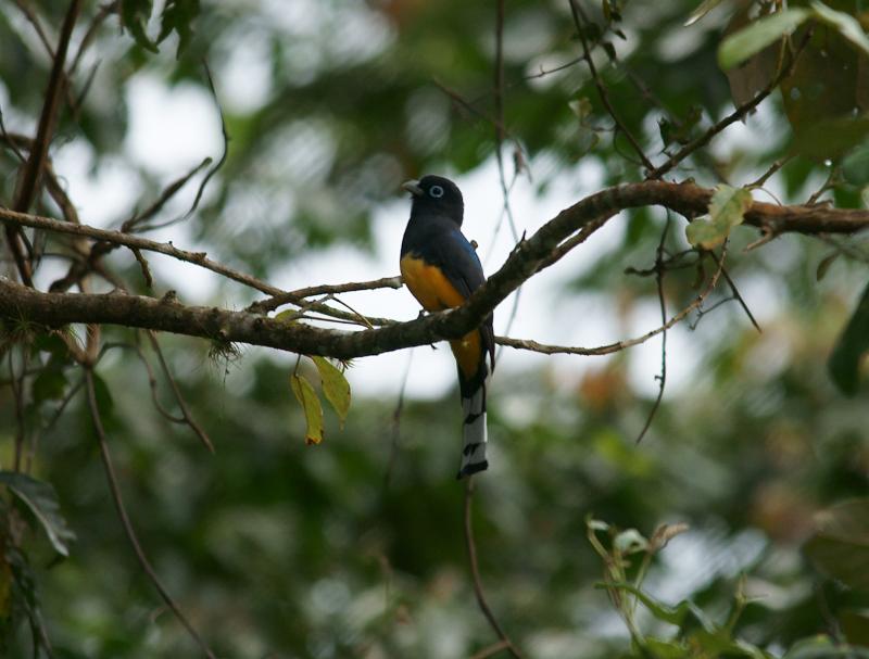 randomBlack-Headed Trogan