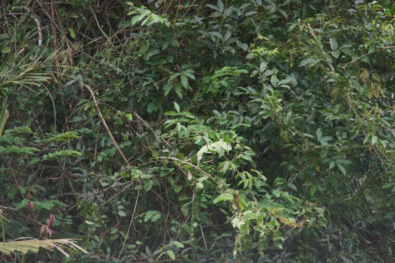 randomOlive-Throated Parakeet