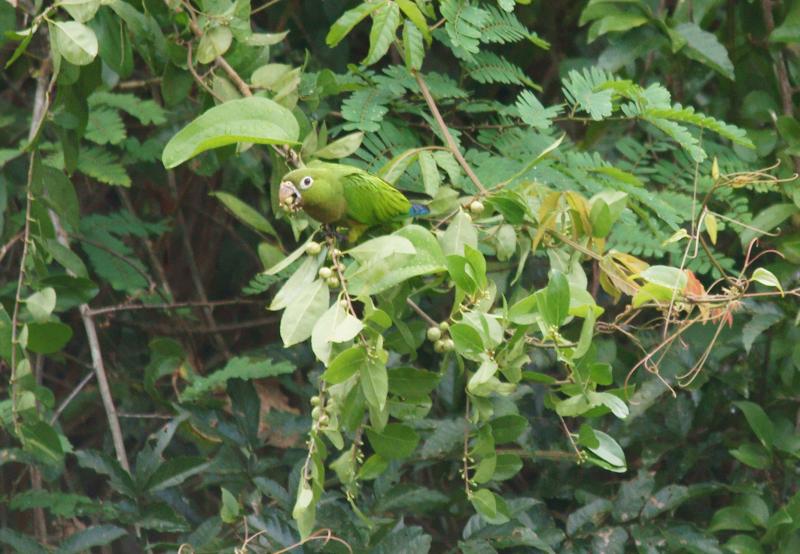 randomOlive-Throated Parakeet