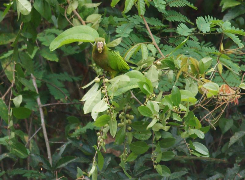 randomOlive-Throated Parakeet
