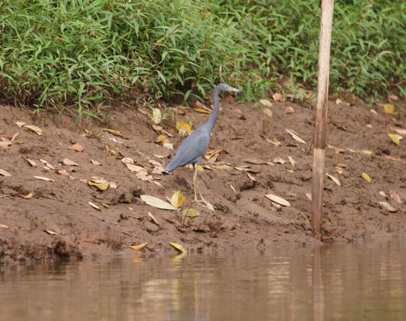 randomLittle Blue Heron