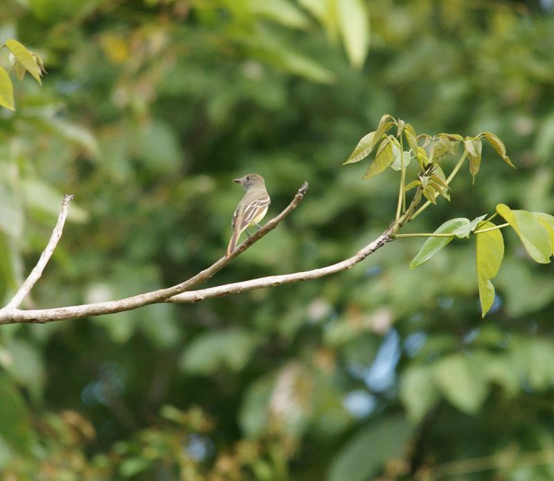 randomTropical Pewee